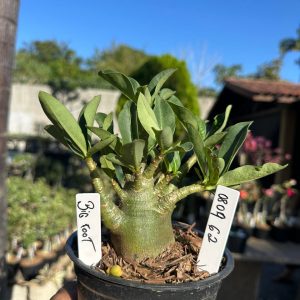 0809 72 Arabicum Big Foot F3