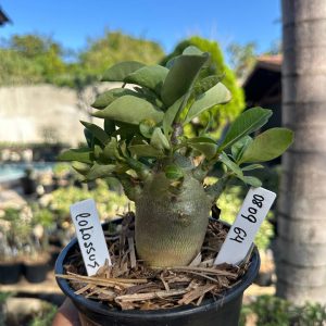 0809 74 Arabicum Colossus F3