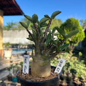 0809 75 Arabicum Black Stone F3