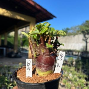 0809 76 Arabicum Drako F3