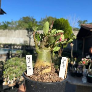 0809 78 Arabicum Ducatti F3