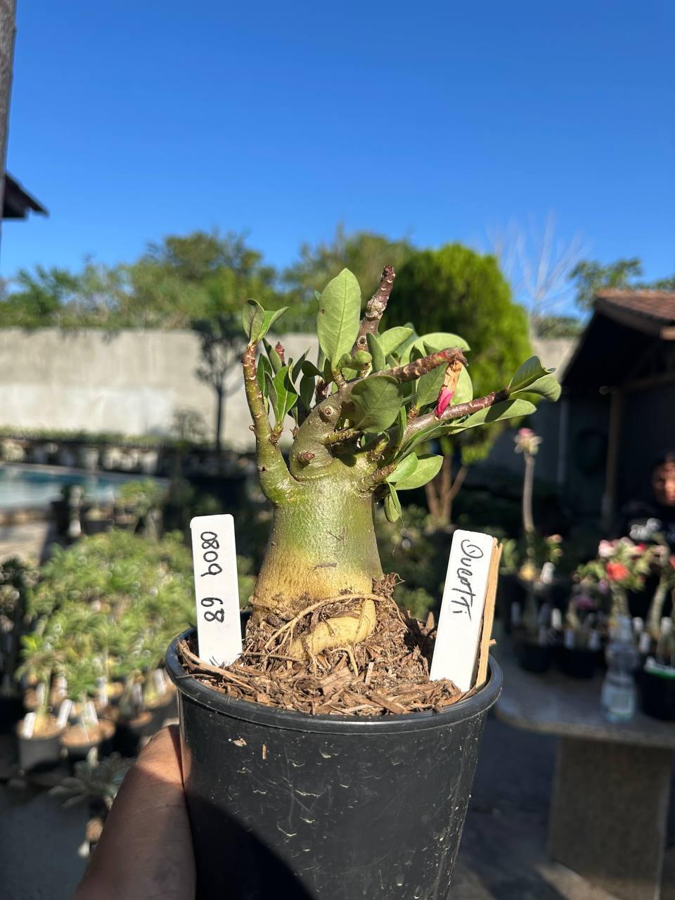 0809 78 Arabicum Ducatti F3