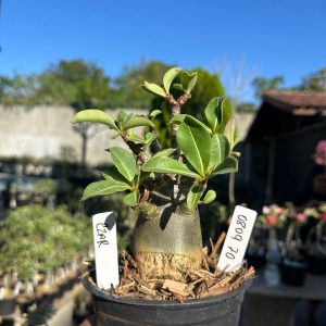 0809 80 Arabicum Czar F3