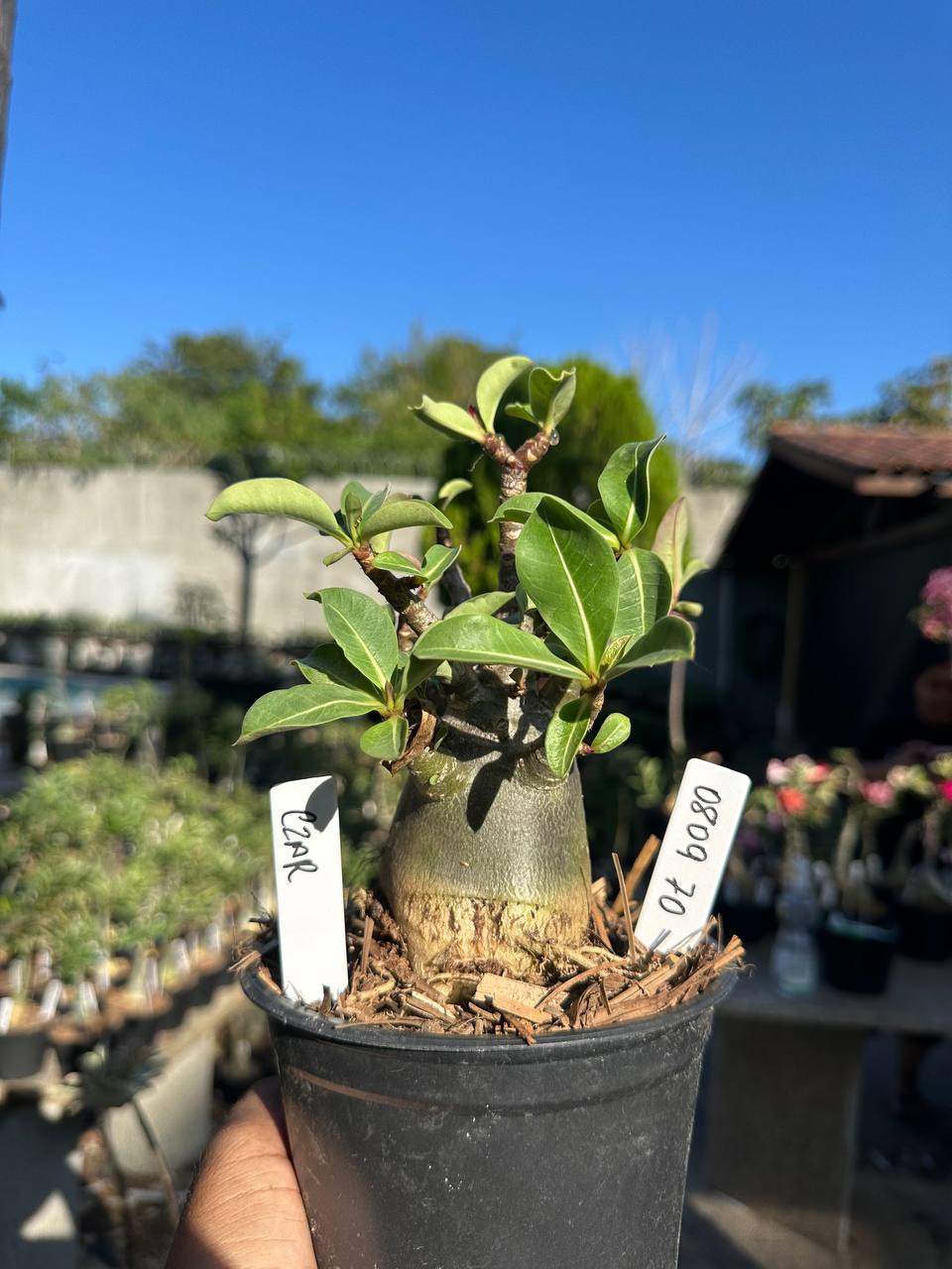0809 80 Arabicum Czar F3