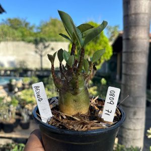 0809 81 Arabicum Aeung F3