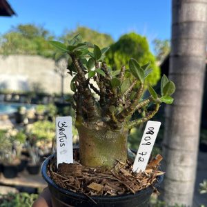 0809 82 Arabicum Brutus F3