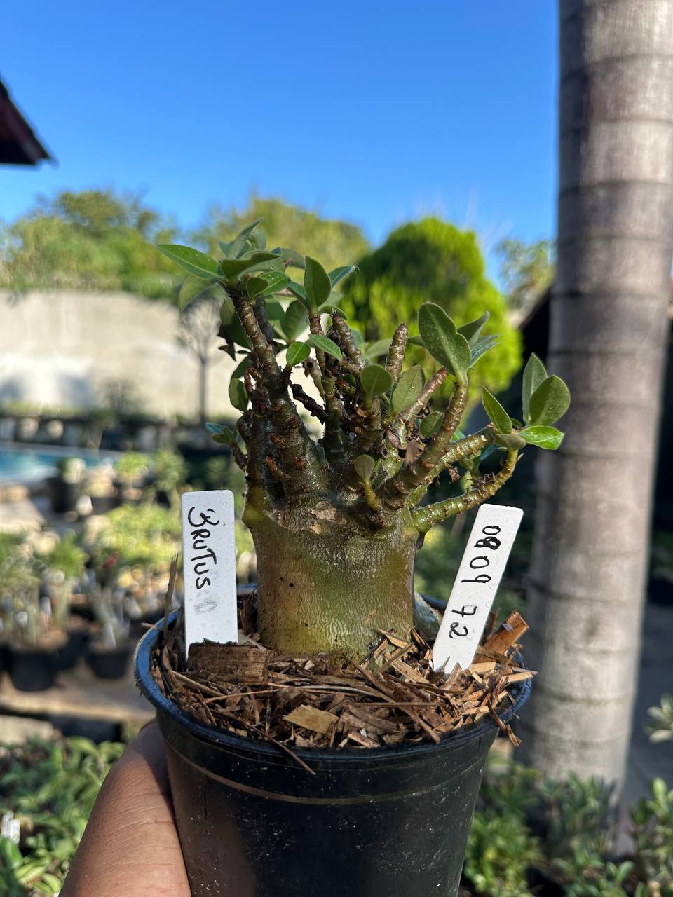 0809 82 Arabicum Brutus F3