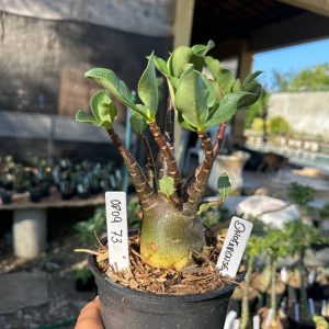 0809 83 Arabicum Dhofarense F3