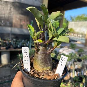 0809 84 Arabicum Groot F3