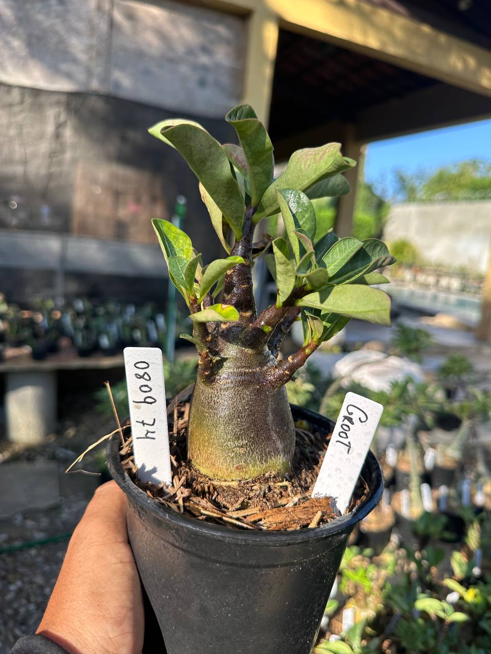 0809 84 Arabicum Groot F3
