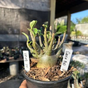 0809 85 Arabicum Green Pod F3