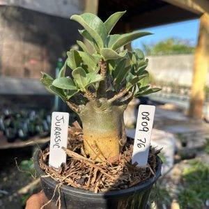 0809 86 Arabicum Jurassic F3