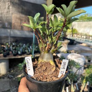 0809 87 Arabicum Godzilla F3
