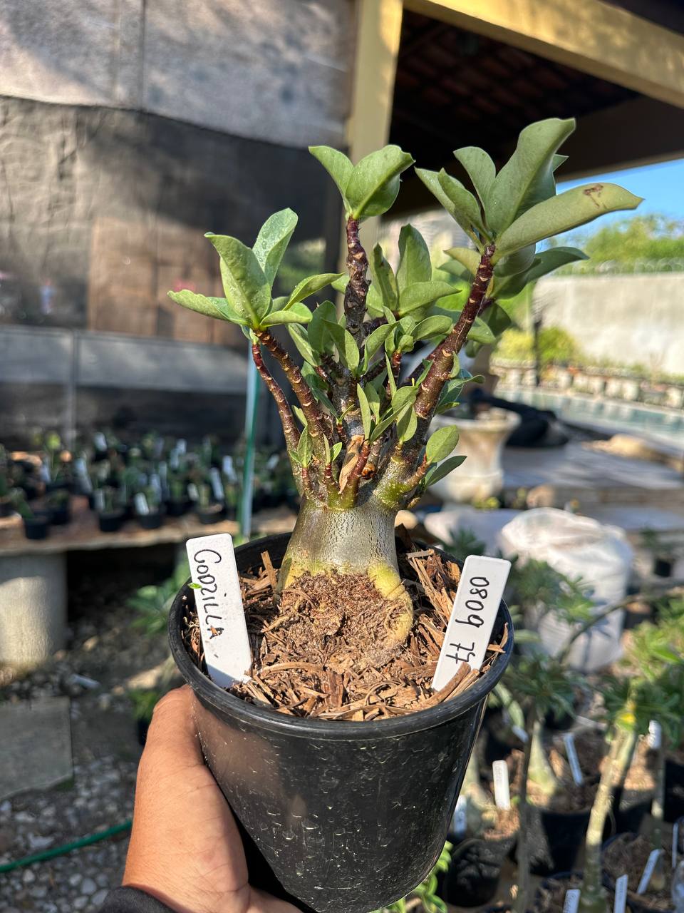 0809 87 Arabicum Godzilla F3