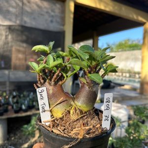0809 88 Arabicum Black Thor F3
