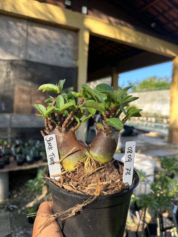 Arabicum Black Thor F3