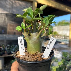 0809 89 Arabicum Maximus F3
