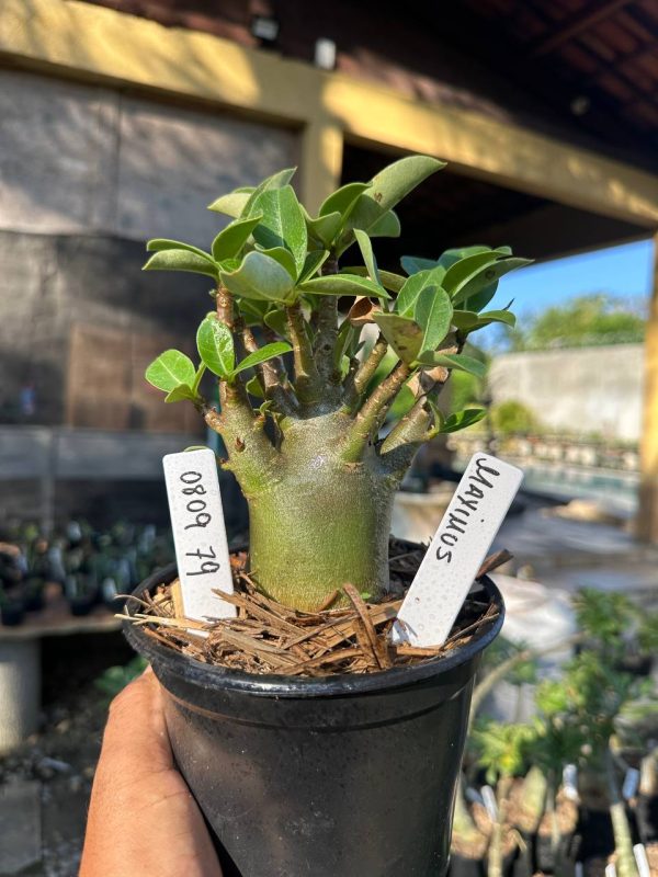 Arabicum Maximus F3