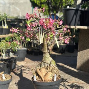 0909 01 Socotra Balãozinho Arabicum Buquê 💐