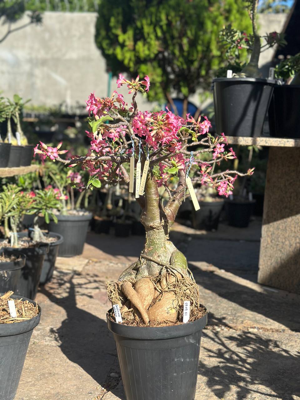 0909 01 Socotra Balãozinho Arabicum Buquê 💐