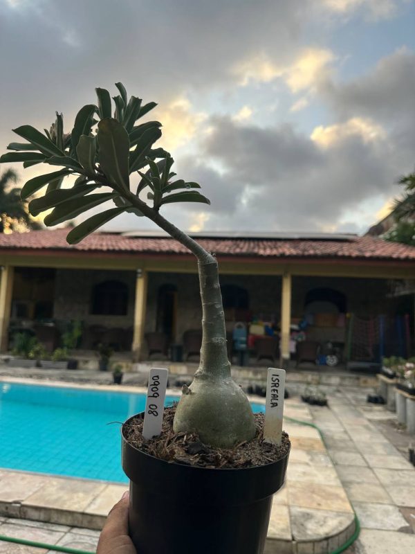 Big Caudex Isreala