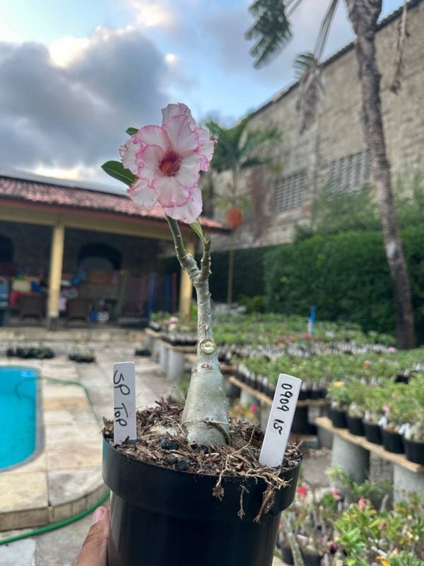 Big Caudex Sp Top