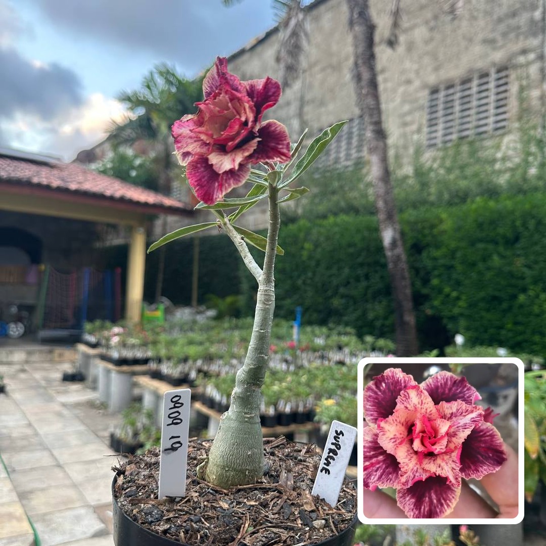 0909 19 Big Caudex Supreme