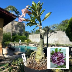 1009 04 Big Caudex Arya Roxa