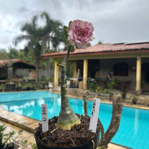 1009 17 Rosa do Deserto Carnation (Leilão)