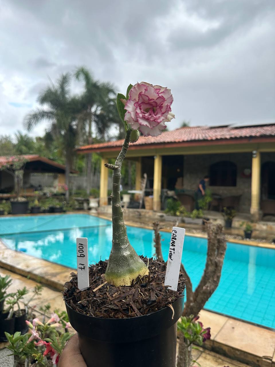 1009 17 Rosa do Deserto Carnation (Leilão)