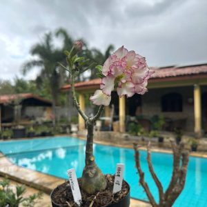1009 18 Rosa do Deserto Carnation (Leilão)