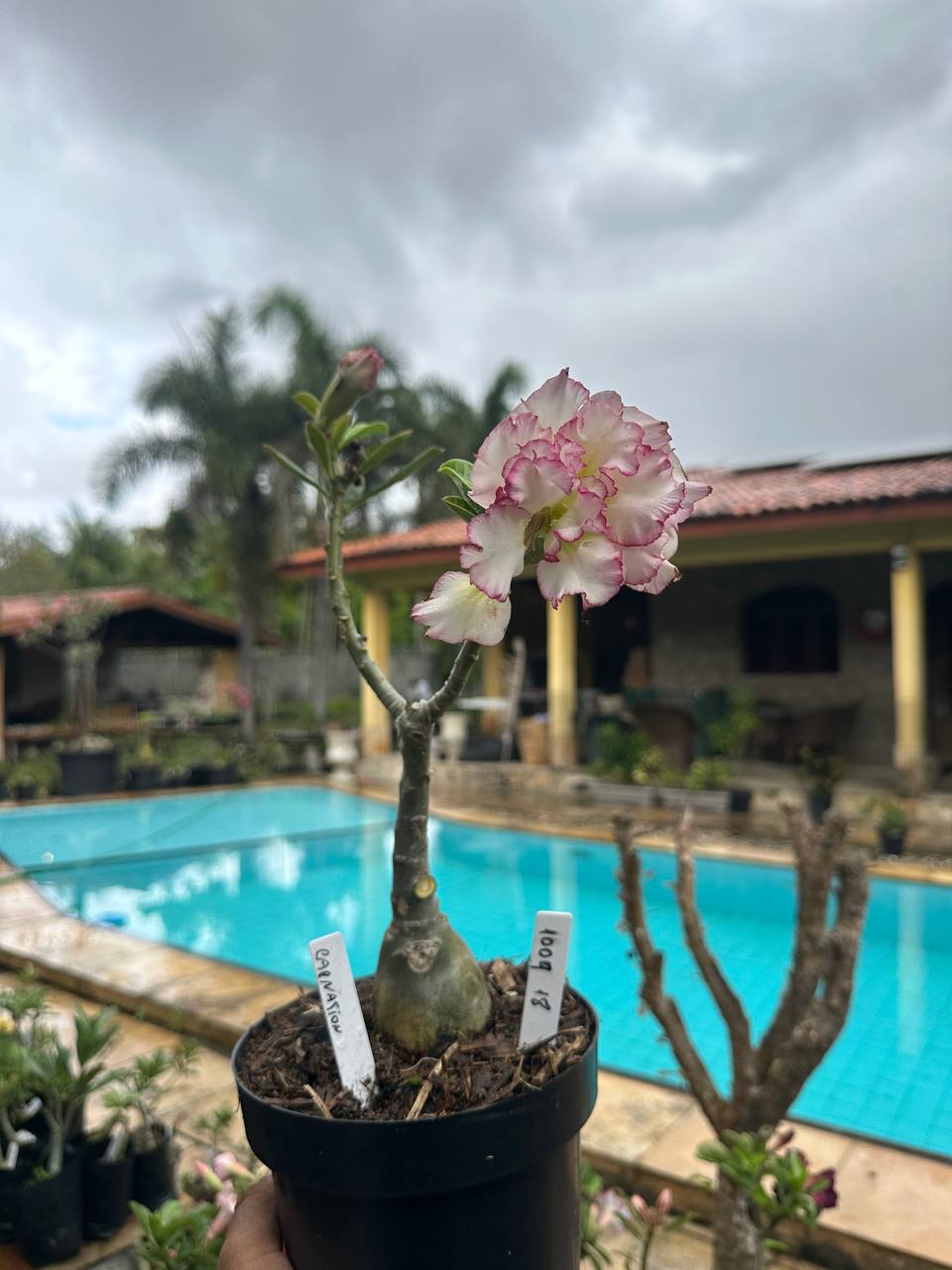 1009 18 Rosa do Deserto Carnation (Leilão)