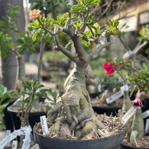 1109 01 Socotra Nother Light