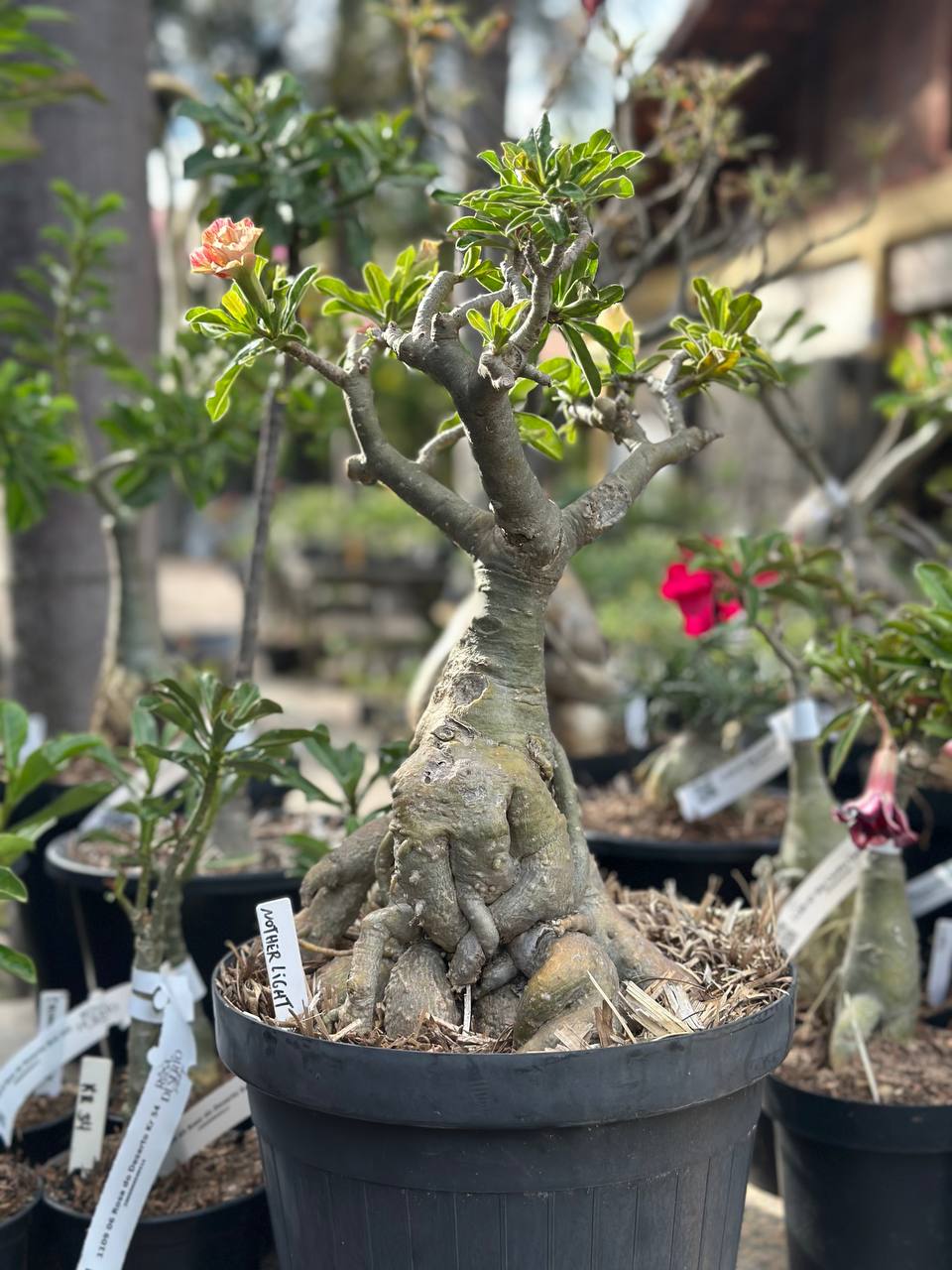 1109 01 Socotra Nother Light