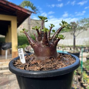 1109 01 Arabicum Vitrine Red Skin