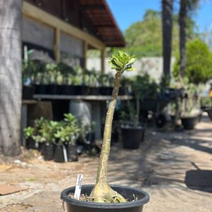 1209 05 Anaconda Berinjela Variegata