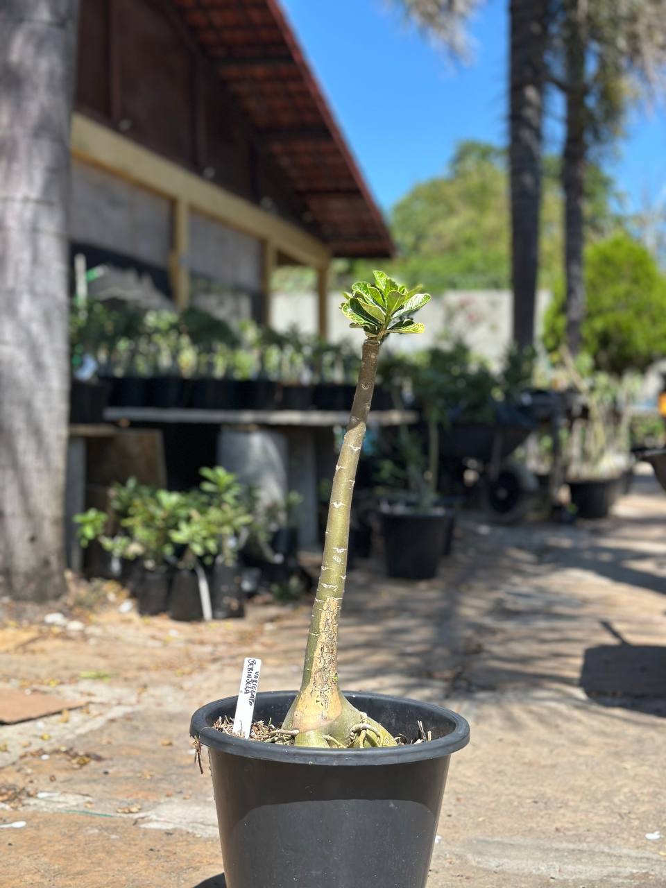 1209 05 Anaconda Berinjela Variegata