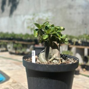 1409 04 Arabicum Urus - Adulta