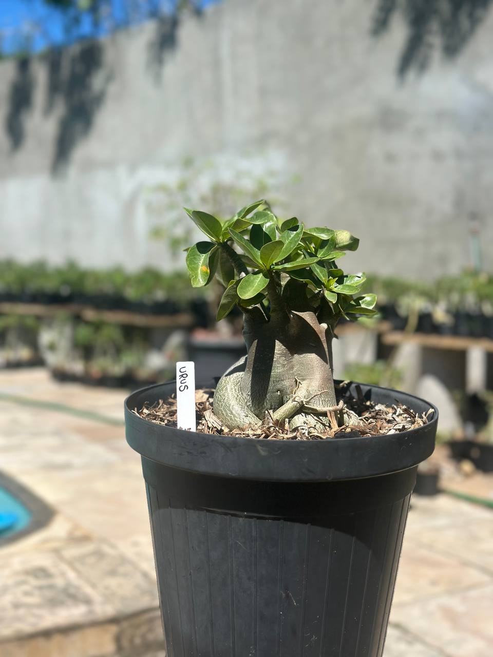 1409 04 Arabicum Urus - Adulta