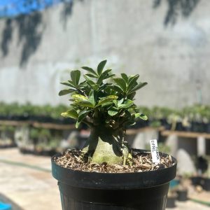 1409 05 Arabicum Eiffel Tigrada - Adulta