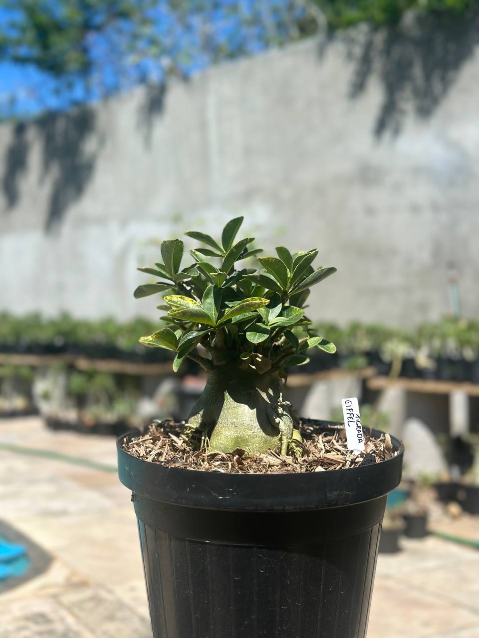 1409 05 Arabicum Eiffel Tigrada - Adulta