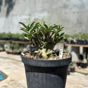 1409 06 Arabicum Panzer - Adulta