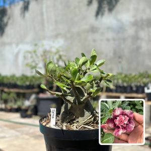 1409 07 Arabicum Júpiter - Adulta