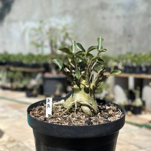 1409 08 Arabicum MK Mk - Adulta