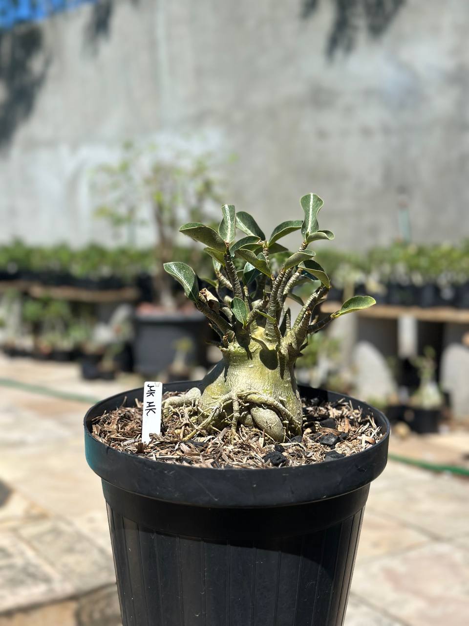 1409 08 Arabicum MK Mk - Adulta