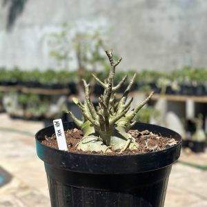 1409 09 Arabicum MK Mk - Adulta