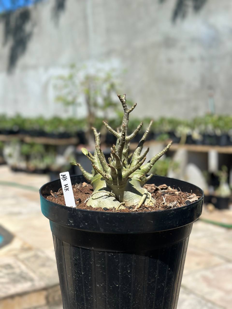 1409 09 Arabicum MK Mk - Adulta