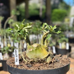 1409 12 Baobá Variegata Star