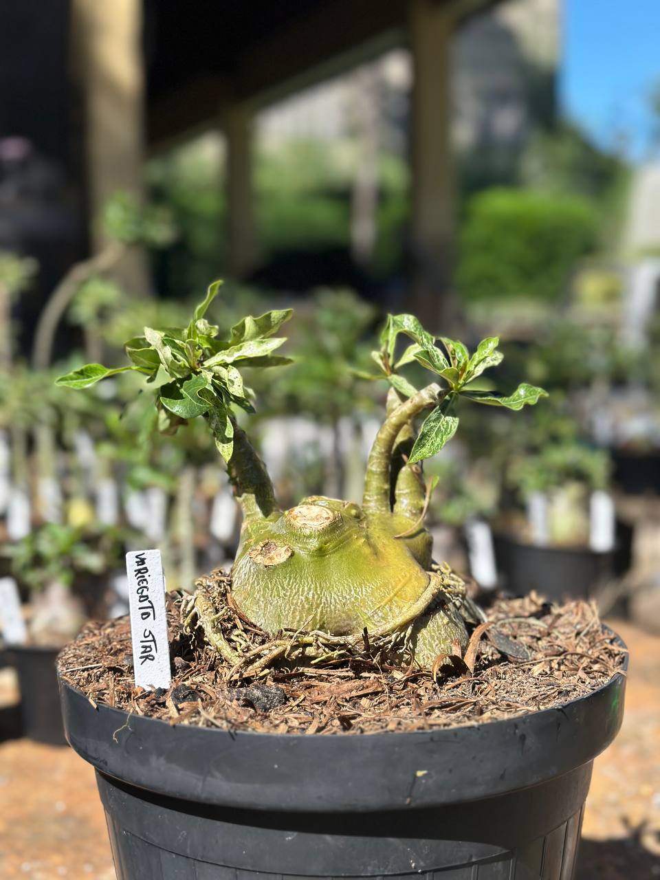 1409 12 Baobá Variegata Star