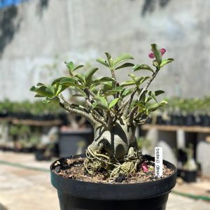 1409 17 Arabicum Emerald Crown - Adulta